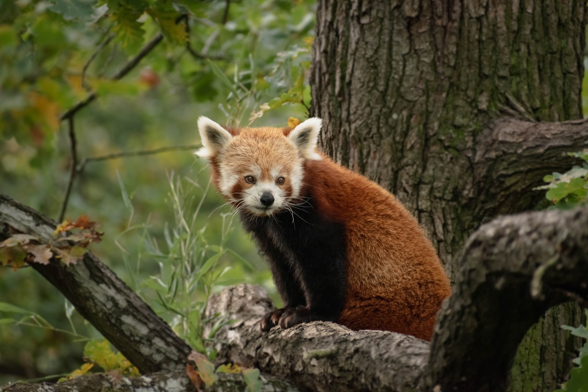 red panda in wild